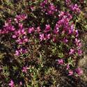 Charmerion latifolium. Purple flowers with four petals.
